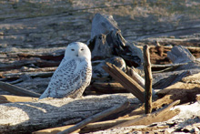 Snowy Owl